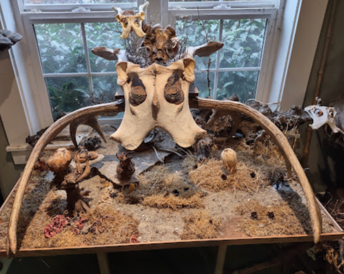 A display of animal bones and skulls arranged artistically on a table, surrounded by dried plants and moss.