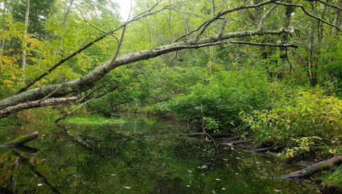 A serene forest scene with a fallen tree over a calm, reflective pond surrounded by lush greenery.