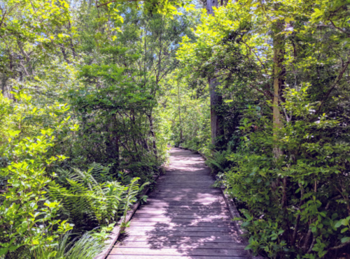 A wooden pathway winds through lush green foliage in a serene forest setting.