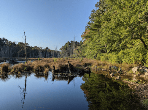 A serene wetland scene with still water, lush greenery, and reflections of trees under a clear blue sky.