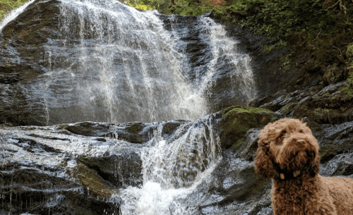 A brown dog stands near a cascading waterfall surrounded by lush greenery.