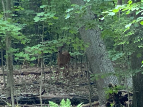 A deer stands among trees in a dense forest, partially obscured by foliage and fallen branches.