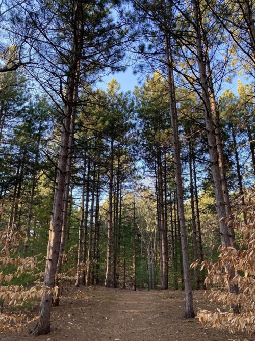 Tall trees line a dirt path, leading through a serene forest under a clear blue sky.