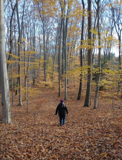 A person walks through a forest of tall trees with autumn leaves covering the ground.