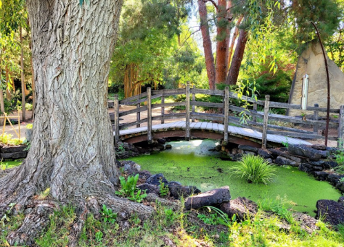 A wooden bridge arches over a pond covered in green algae, surrounded by lush trees and plants.