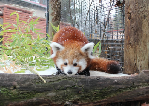 A red panda crouches on a log, surrounded by bamboo, with snow gently falling on its fur.