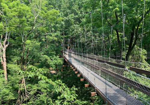 A suspension bridge surrounded by lush green trees, connecting two sides of a forested area.