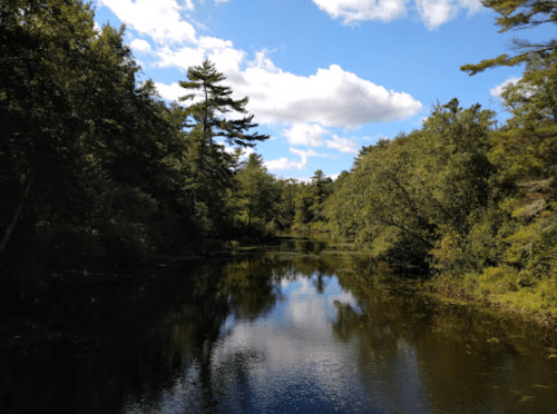 A serene river surrounded by lush trees under a blue sky with fluffy clouds. Reflections shimmer on the water's surface.