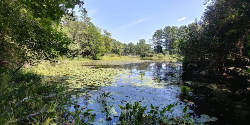 A serene pond surrounded by lush greenery and lily pads under a clear blue sky.