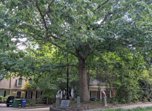 A large tree with dense green leaves stands in front of a house, surrounded by lush greenery and a gravel path.