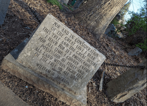 A weathered stone monument with engraved text about a tree and land possession, surrounded by mulch and trees.