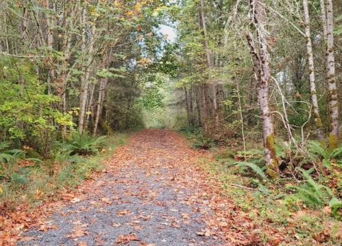 A serene forest path covered in fallen leaves, flanked by trees and greenery on either side.