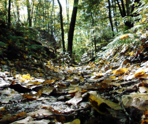 A forest path covered in fallen leaves, surrounded by trees and dappled sunlight filtering through the canopy.