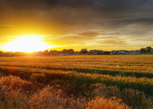 A golden sunset over a wheat field, with houses in the background and a dramatic sky.