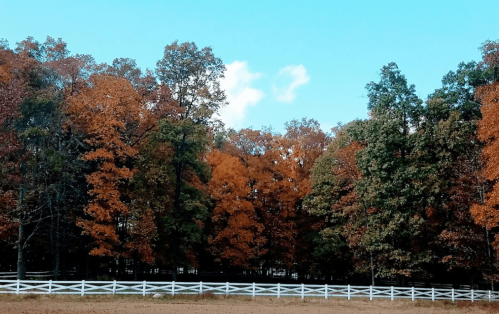 A scenic view of colorful autumn trees with a white fence in the foreground under a clear blue sky.