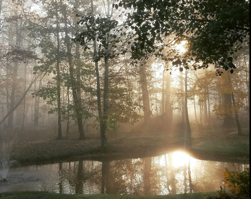 A misty forest scene with sunlight filtering through trees, reflecting on a calm pond.