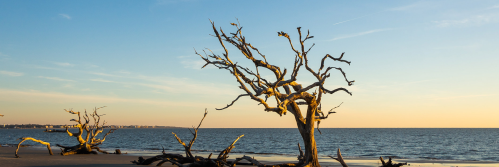 A serene beach scene at sunset featuring bare, twisted trees along the shoreline and calm waters.