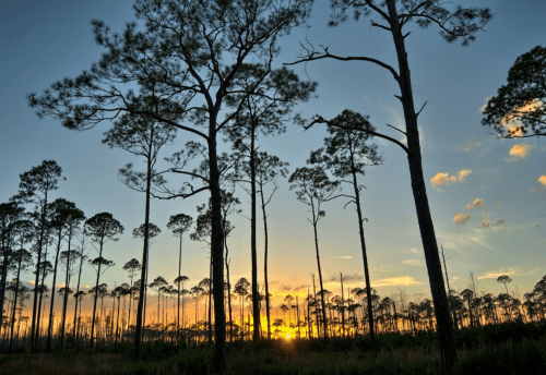 Silhouetted pine trees against a vibrant sunset sky, with clouds and warm colors illuminating the horizon.