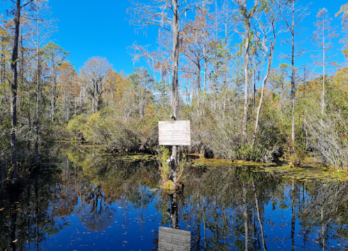 A serene wetland scene with trees reflecting in calm water and a sign on a post in the foreground.
