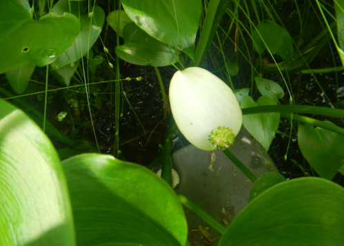 A close-up of a white flower bud surrounded by green leaves in a water garden setting.
