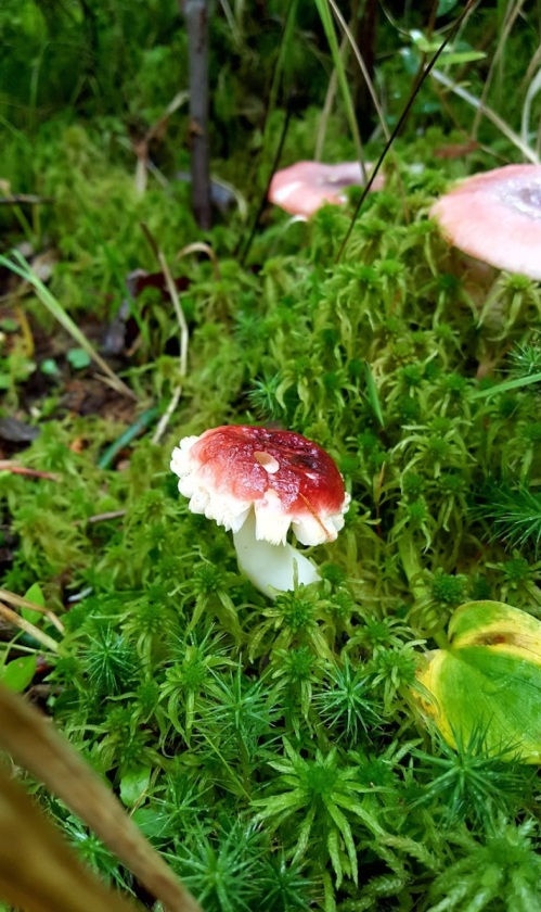 A small, red-capped mushroom grows among lush green moss in a forest setting.