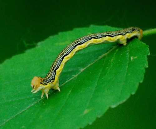 A colorful caterpillar with yellow and black stripes crawls on a green leaf.
