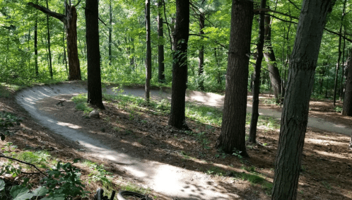 A winding dirt path through a lush green forest, surrounded by tall trees and dappled sunlight.
