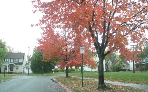 A street scene with vibrant autumn trees displaying red and orange leaves, a stop sign, and houses in the background.