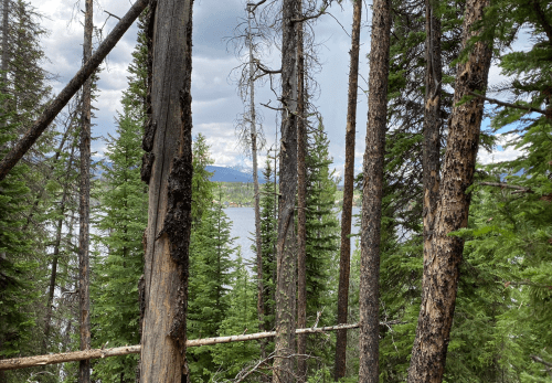 A view through tall trees towards a lake, with mountains in the background under a cloudy sky.