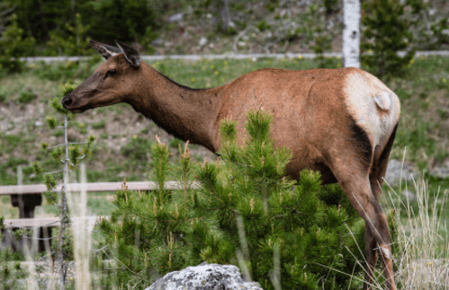 A deer stands beside a small pine tree in a natural setting, surrounded by grass and rocks.