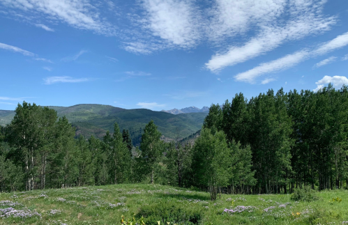 A scenic view of green mountains and trees under a blue sky with scattered clouds. Wildflowers dot the foreground.