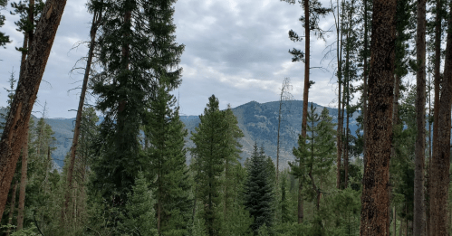 A forest scene with tall trees and a view of a distant mountain under a cloudy sky.