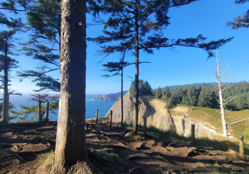 A coastal view framed by tall trees, showcasing cliffs and the ocean under a clear blue sky.