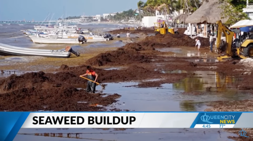 A worker removes seaweed from a beach, with boats and machinery in the background under a clear sky.