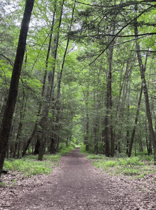 A serene forest path lined with tall trees and lush greenery, inviting exploration and tranquility.