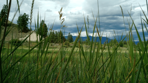 A grassy field with tall grass in the foreground, mountains and cloudy sky in the background.