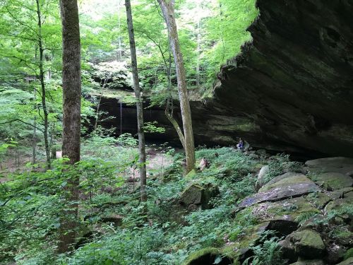 A lush green forest with tall trees and a rocky overhang, creating a serene natural landscape.