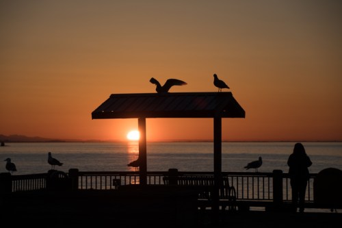 Silhouette of a person and seagulls on a pier at sunset, with a vibrant orange sky reflecting on the water.