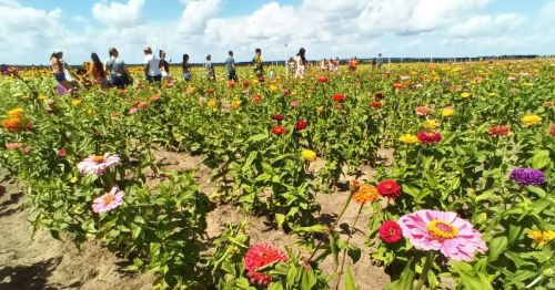 A vibrant field of colorful flowers with people walking through, under a bright blue sky with fluffy clouds.