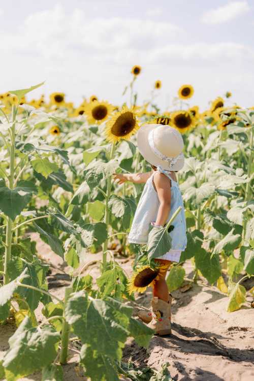 A young child in a sun hat explores a sunflower field, reaching out to touch a sunflower.