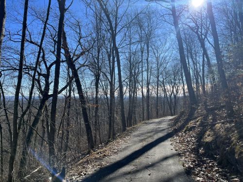 A winding path through a forest of bare trees under a clear blue sky, with sunlight shining in the background.