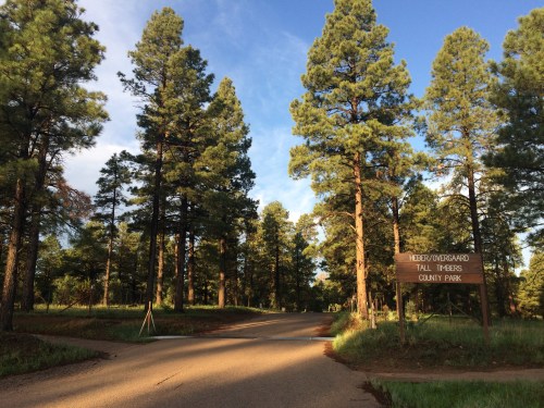 A scenic view of a road leading into a forested area with tall pine trees and a sign for Tall Timbers County Park.