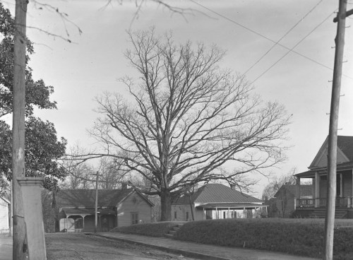A bare tree stands in a neighborhood with houses and power lines, captured in black and white.