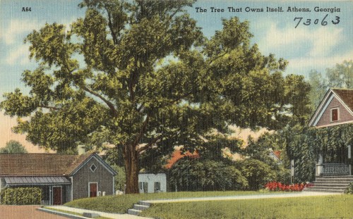 Postcard depicting a large tree with a house and garage in Athens, Georgia, under a bright blue sky.