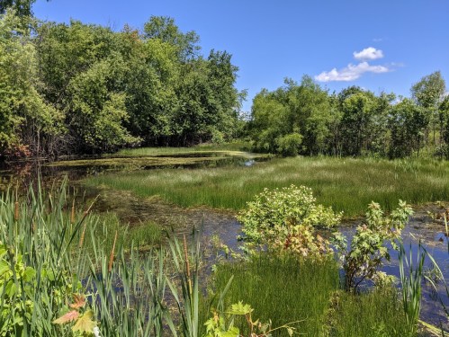 Lush wetland scene with green grasses, trees, and a clear blue sky reflecting in the water.