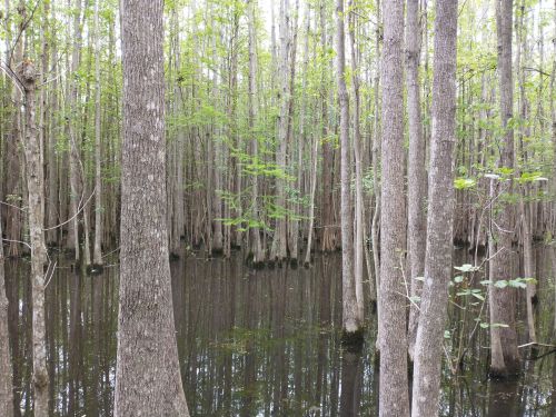 A serene swamp scene with tall trees reflecting in dark water, surrounded by lush green foliage.