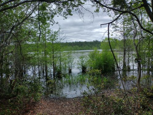 A serene lake surrounded by lush greenery and trees under a cloudy sky.