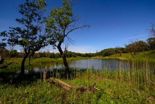 A serene landscape featuring a calm pond surrounded by lush greenery and trees under a clear blue sky.