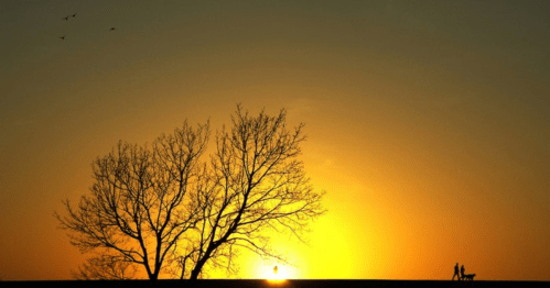Silhouette of a tree and two people walking a dog against a vibrant sunset sky with birds flying.