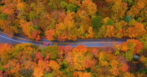 Aerial view of a winding road surrounded by vibrant autumn foliage in shades of orange and yellow.